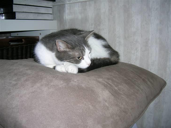 Blanding af racer Freke billede 9