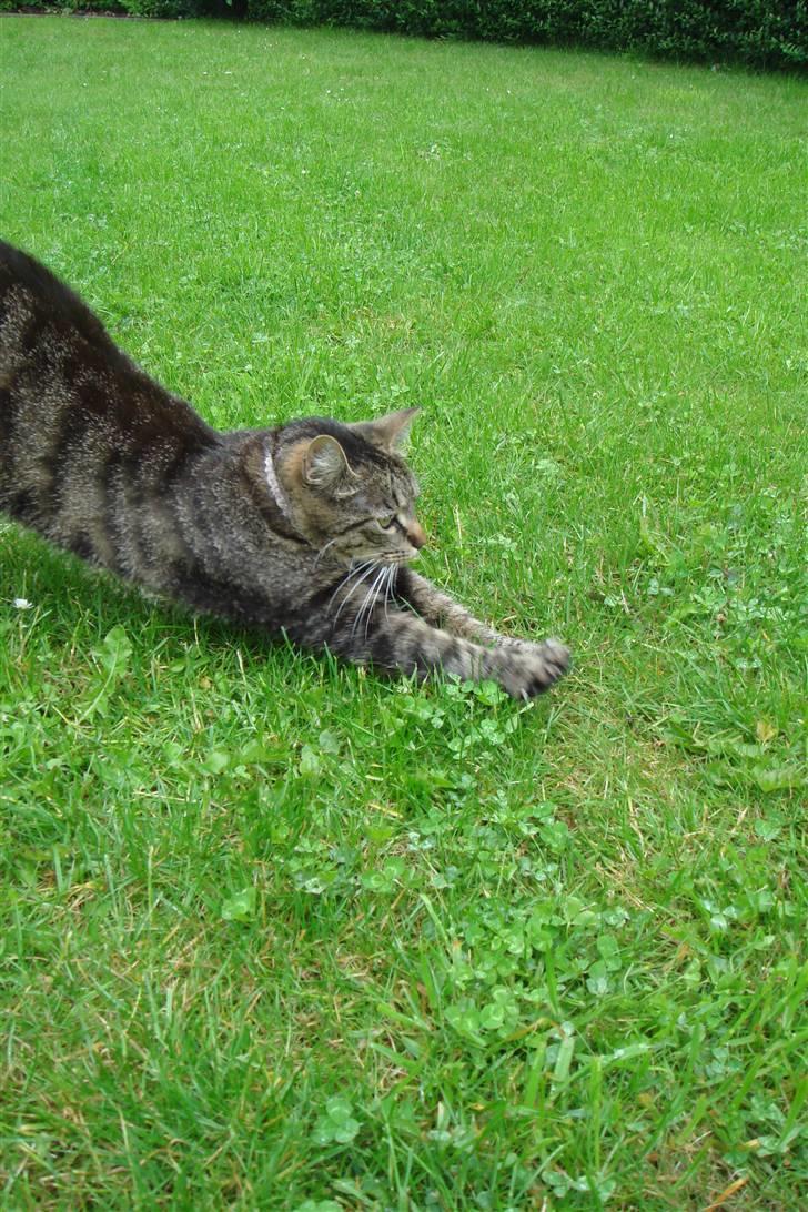 Huskat Pjuske billede 9