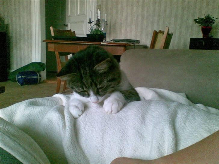 Huskat Nala billede 1