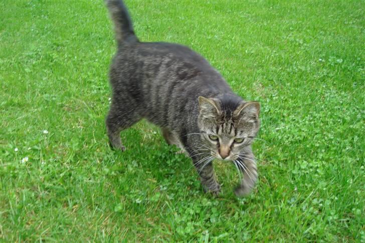 Huskat Pjuske billede 10