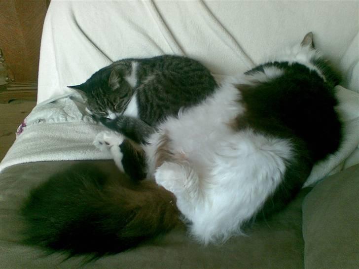 Huskat Nala billede 2