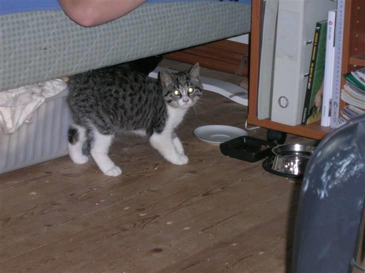 Huskat Nala billede 3