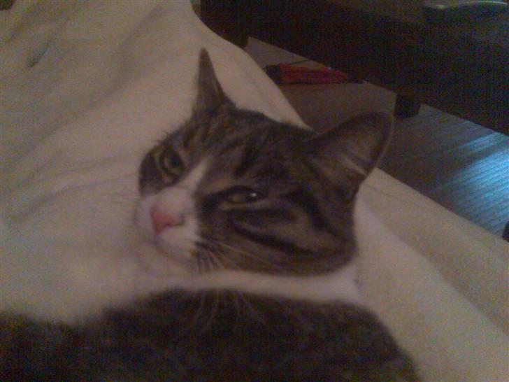 Huskat Nala billede 4