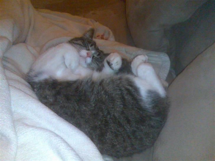 Huskat Nala billede 5