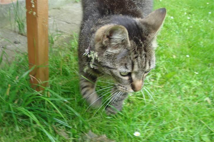 Huskat Pjuske billede 11