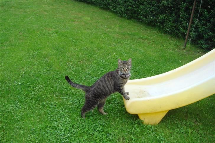 Huskat Pjuske billede 12