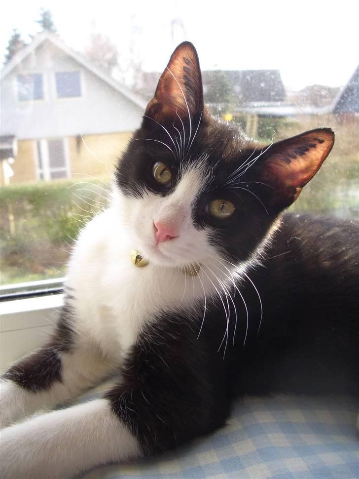 Huskat Picasso - 27/02 - 08: Syntes han er blevet så fin :) billede 1