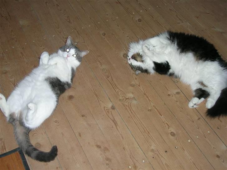 Blanding af racer Freke billede 10