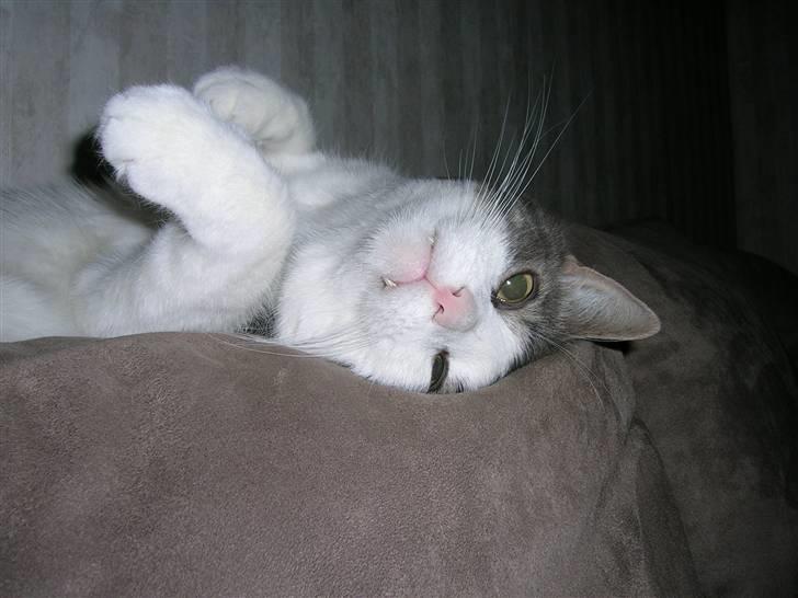 Blanding af racer Freke billede 11