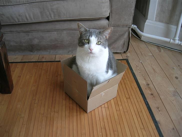 Blanding af racer Freke billede 12