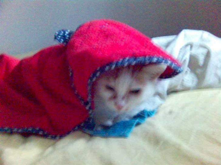 Blanding af racer Amanda R.I.P savner dig  - Dejlige Amanda i hendes lille fine hule:bb billede 1