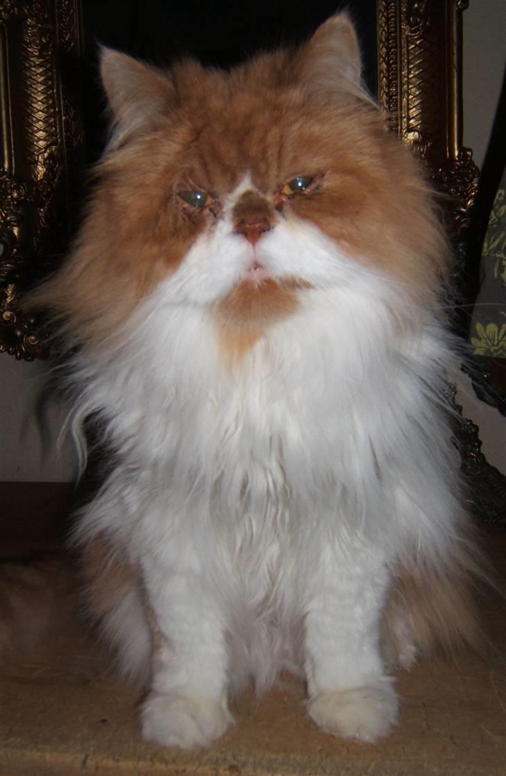 Perser Massen *30.06.2001 -26.05.2014 * - Jeg hedder Mads Massen billede 4