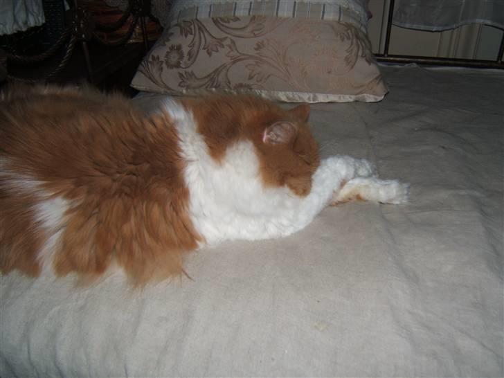 Perser Massen *30.06.2001 -26.05.2014 * - Engang var jeg balletdanser...  billede 5