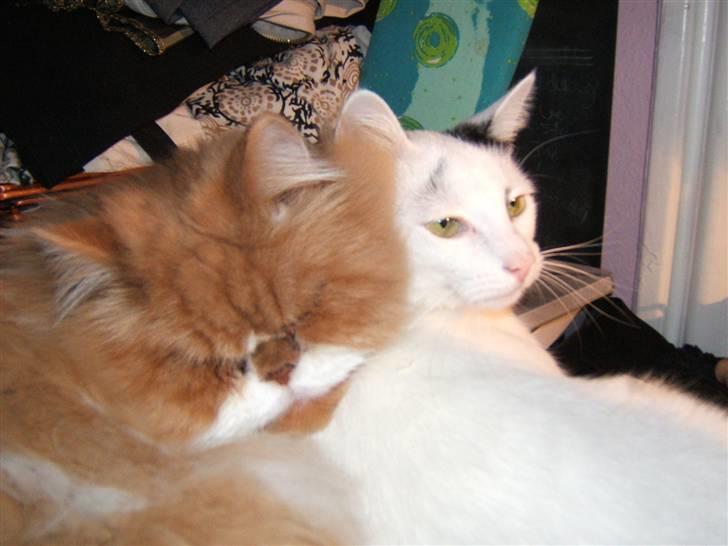 Perser Massen *30.06.2001 -26.05.2014 * - Mig og min bedste ven Kaninskind billede 6