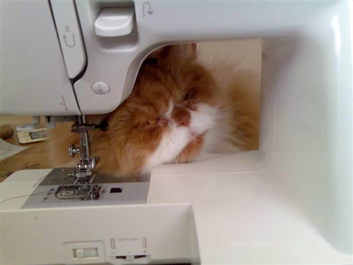 Perser Massen *30.06.2001 -26.05.2014 * - Jeg hjælper lige mor med at sy.... billede 7