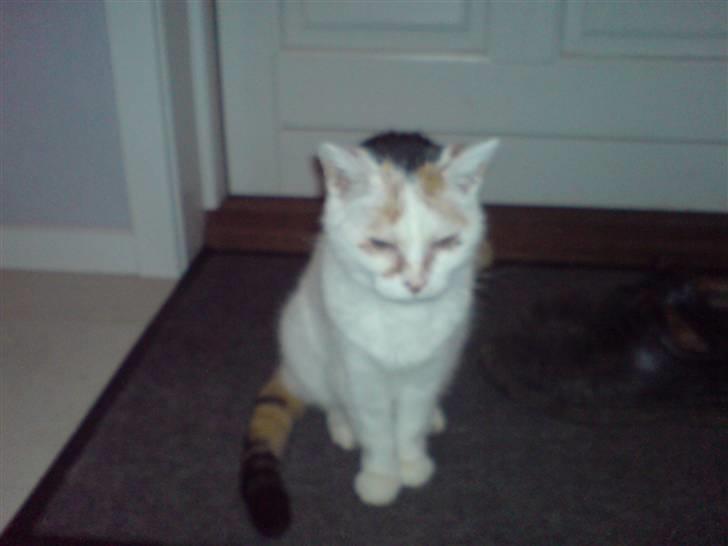 Blanding af racer Amanda R.I.P savner dig  billede 2