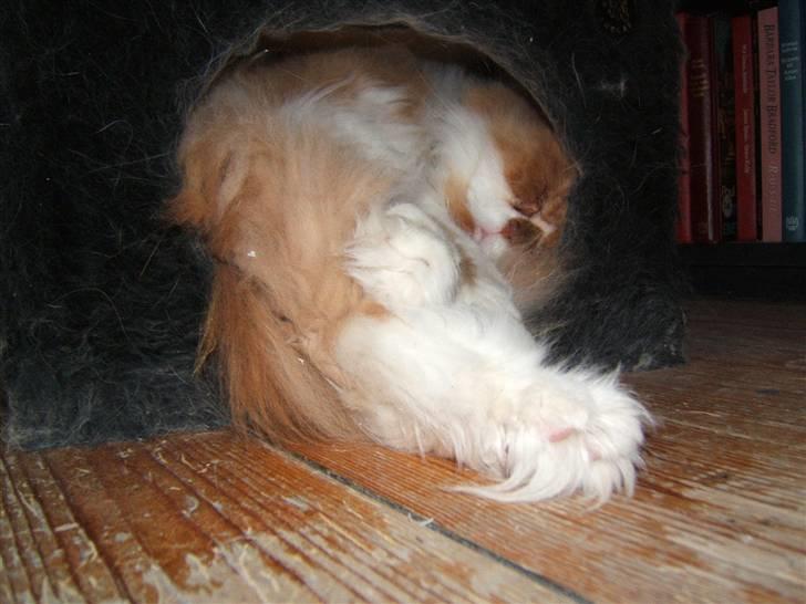 Perser Massen *30.06.2001 -26.05.2014 * - Massen bonsaikat billede 8