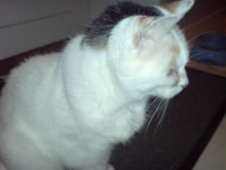 Blanding af racer Amanda R.I.P savner dig  billede 3