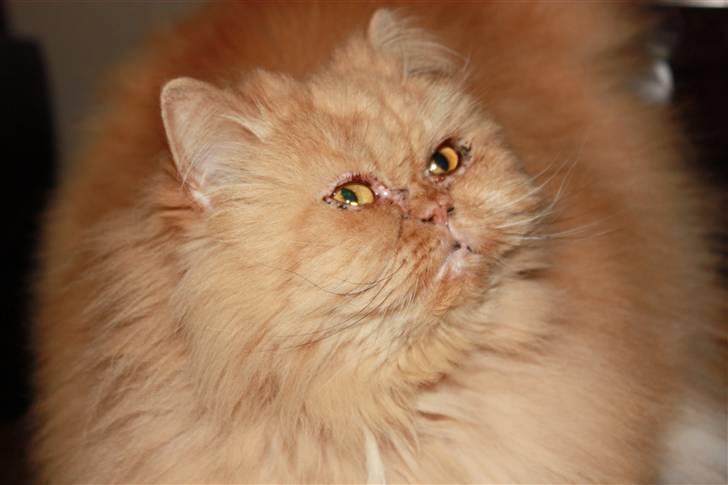 Perser Rosa *10.06.2000 - 30.06.2014* - Velkommen til min profil. Jeg hedder Rosa men min mor kalder mig osse Prinsessen. Og de dumme tøser kalder mig tisse-Rosa fordi jeg tissede på dem da jeg var meget lille baby (4 uger) billede 1