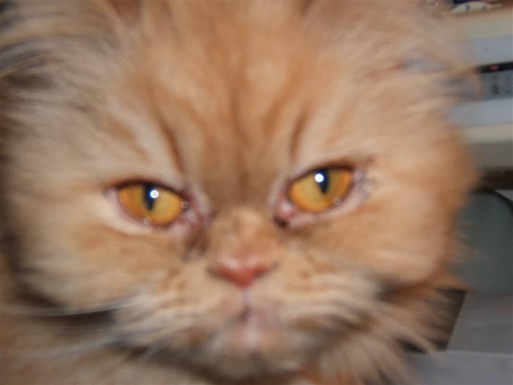 Perser Rosa *10.06.2000 - 30.06.2014* - Her er jeg billede 2