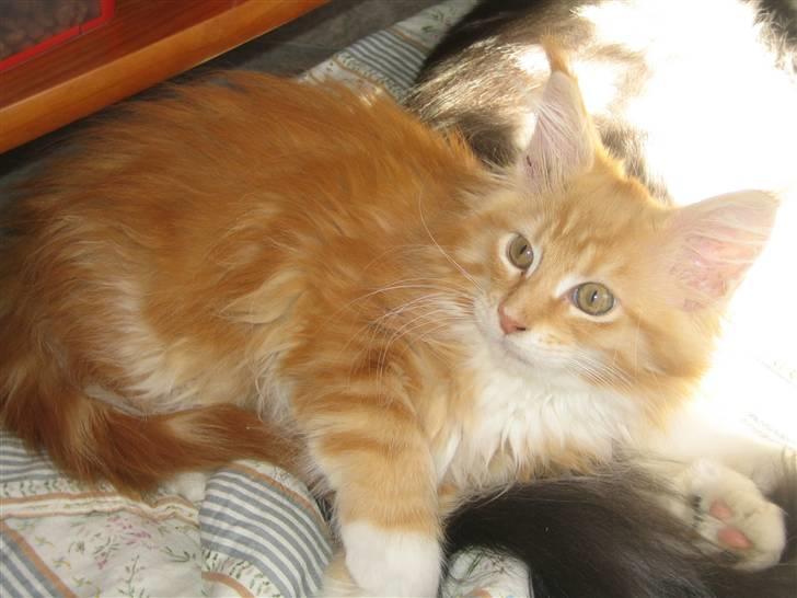 Maine Coon Ferdinand billede 12