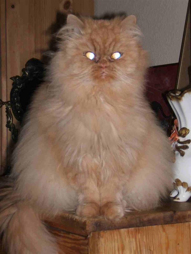 Perser Rosa *10.06.2000 - 30.06.2014* - Lille pige med ild i øjnene billede 3