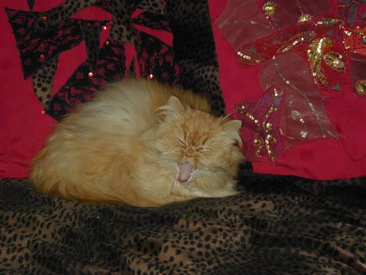 Perser Rosa *10.06.2000 - 30.06.2014* - Rosa hygger i sofaen billede 4