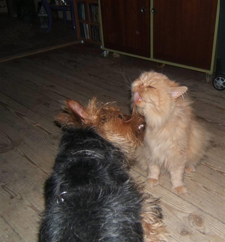 Perser Rosa *10.06.2000 - 30.06.2014* - Rosa nusser med Luka billede 5