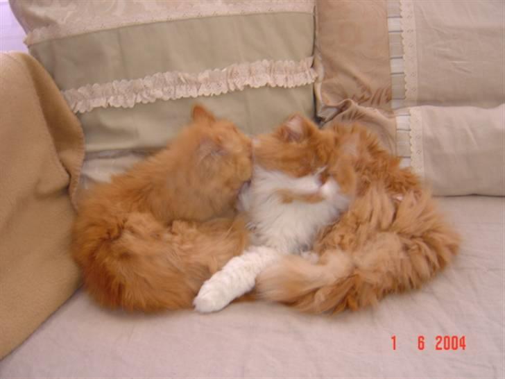 Perser Rosa *10.06.2000 - 30.06.2014* - Rosa og Massen hygger billede 6