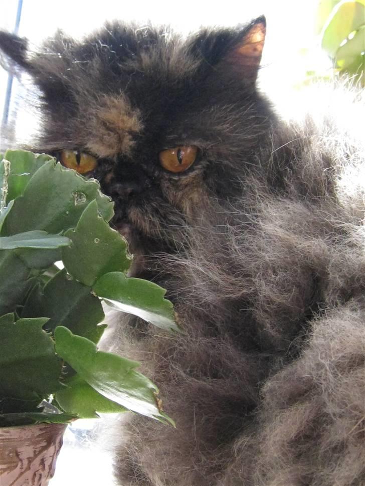 Perser Amalie  *1993- 2009* - Amalie, april 2009 - meget tæt på de 16 år. En smuk gammel dame billede 1