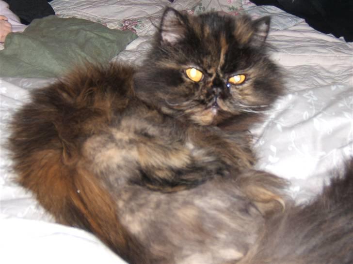 Perser Amalie  *1993- 2009* billede 2