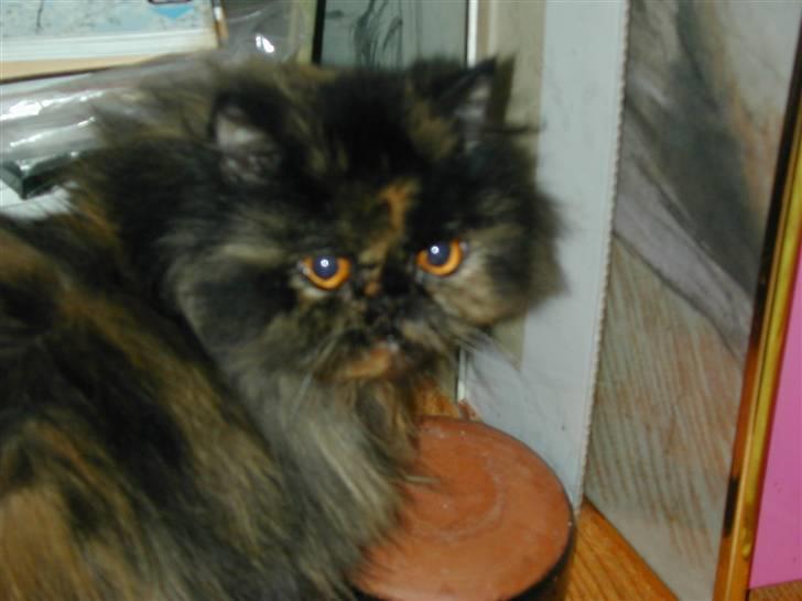 Perser Amalie  *1993- 2009* billede 3