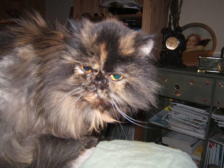 Perser Amalie  *1993- 2009* billede 4