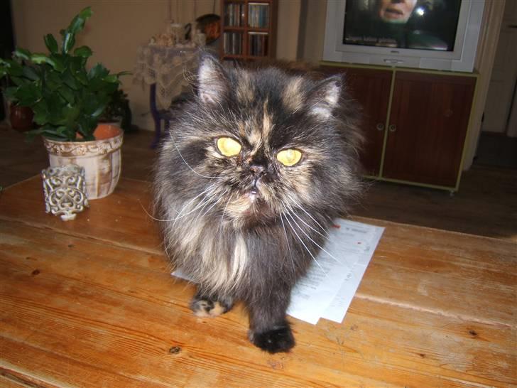 Perser Amalie  *1993- 2009* billede 5