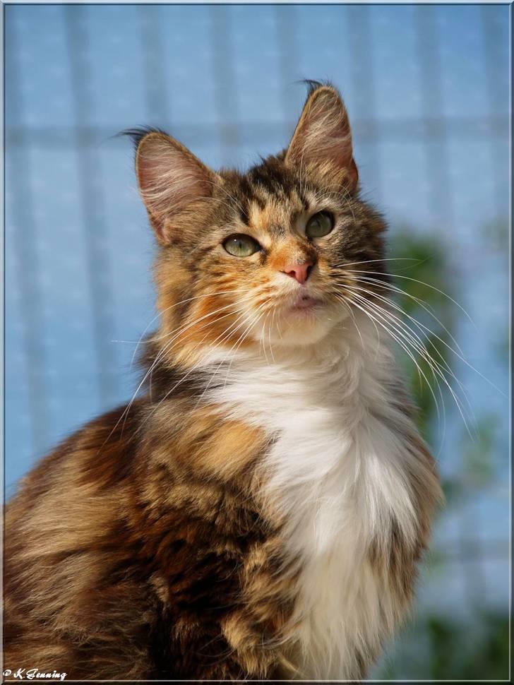 Maine Coon DK Abelone's Biki - *NYT 03-06-2009*  ;o) billede 1