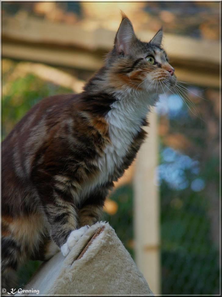 Maine Coon DK Abelone's Biki - NYT 5/6-2008 billede 2