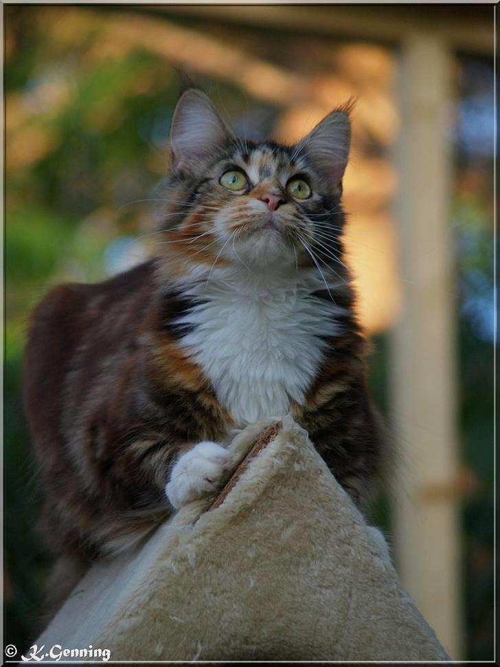 Maine Coon DK Abelone's Biki - NYT 5/6-2008 billede 3