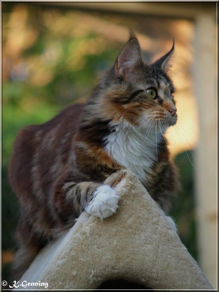 Maine Coon DK Abelone's Biki - NYT 5/6-2008 billede 4