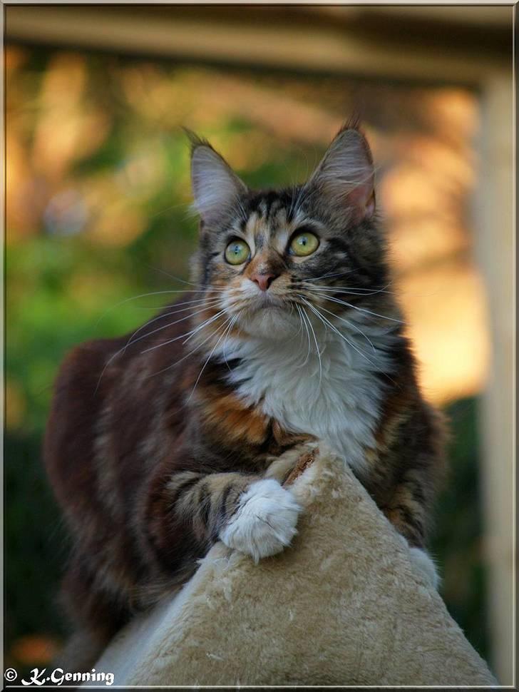 Maine Coon DK Abelone's Biki - NYT 5/6-2008 billede 5