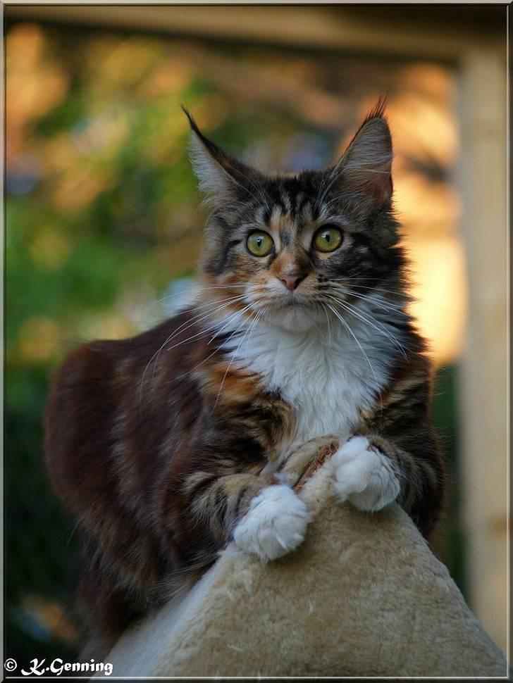 Maine Coon DK Abelone's Biki - NYT 5/6-2008 billede 6