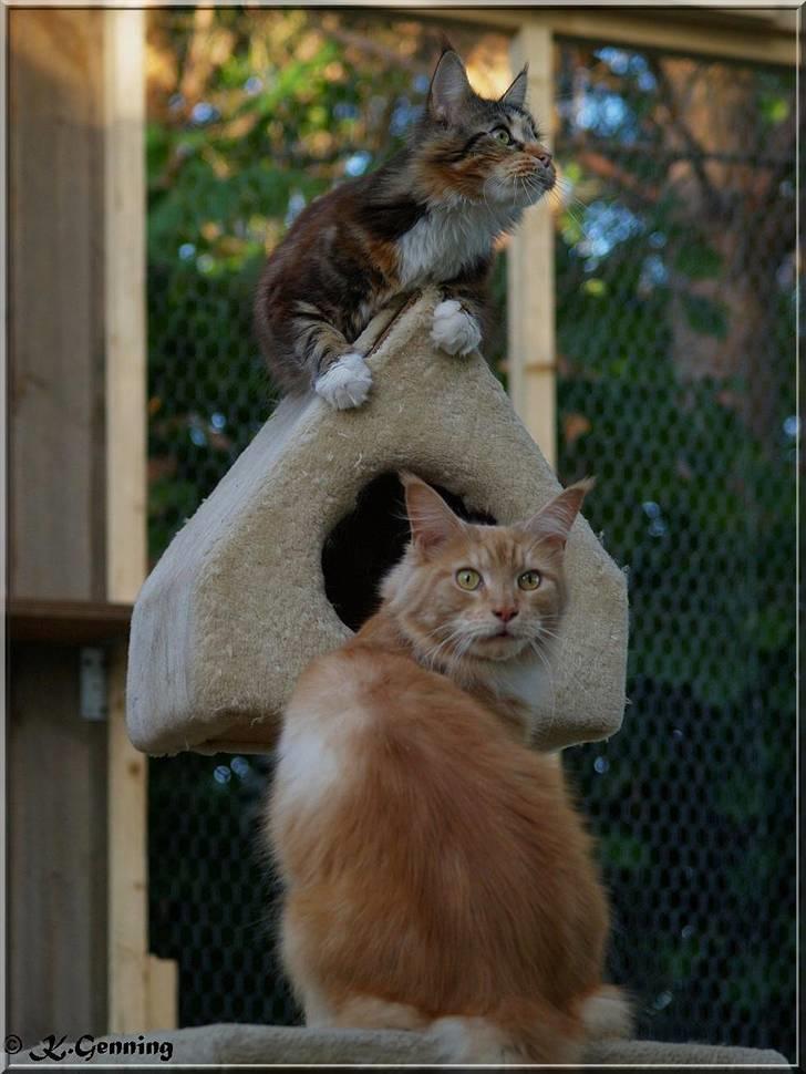 Maine Coon DK Abelone's Biki - NYT 5/6-2008......... Biki og Rosita i det nye voilere billede 7