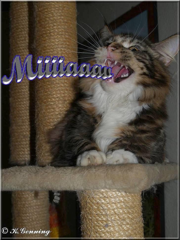 Maine Coon DK Abelone's Biki - Hi hi hi ;o) billede 8