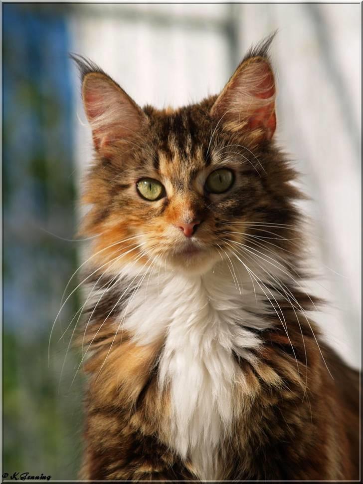 Maine Coon DK Abelone's Biki billede 9