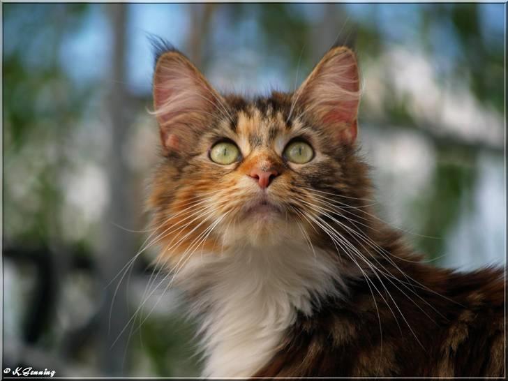 Maine Coon DK Abelone's Biki billede 10