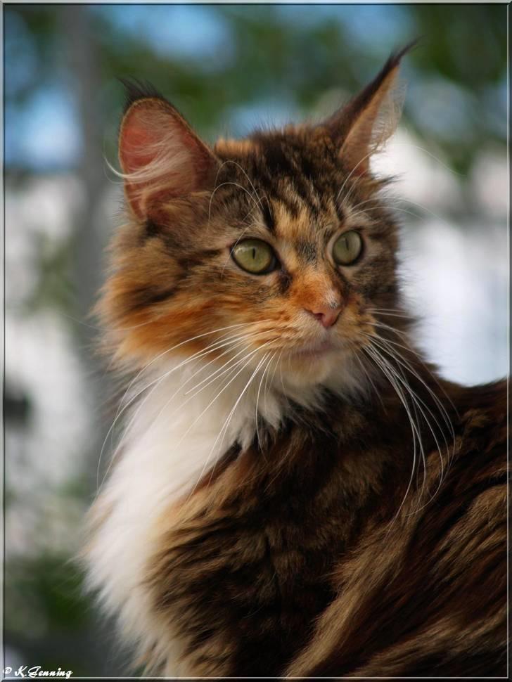 Maine Coon DK Abelone's Biki billede 11