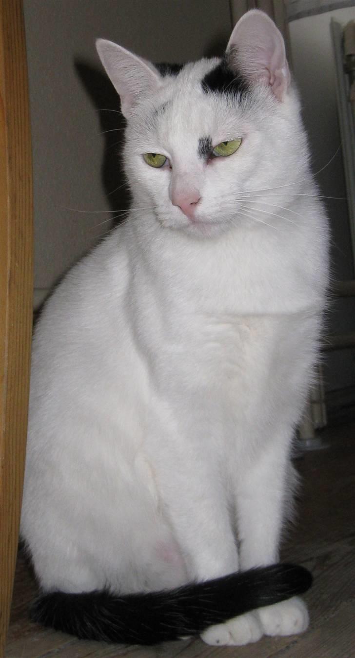 Huskat Kaninskind *20.07 2004* - Langbenet og meget smuk og rank - det er Kaninskind billede 18