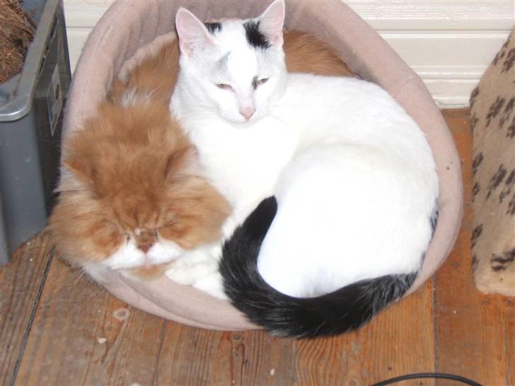 Huskat Kaninskind *20.07 2004* - Min bedste kærste, Massen. Han er bare den lækreste fyr i byen billede 8