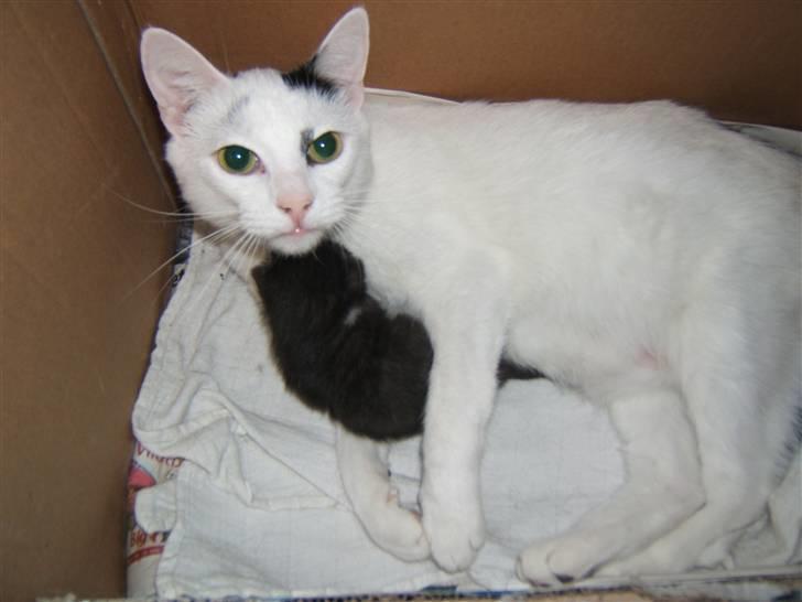 Huskat Kaninskind *20.07 2004* - Se min lille nye baby, han er kun få dage gammel billede 5