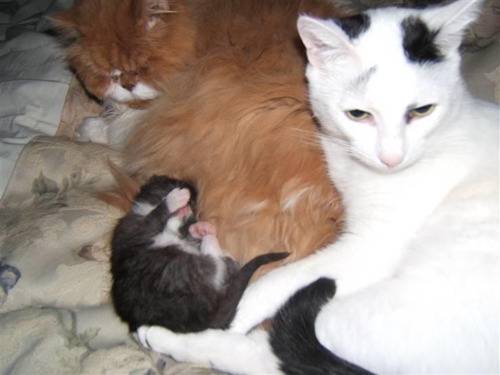 Huskat Kaninskind *20.07 2004* - Massen og mig passer rigtigt godt på lille Viktor billede 6