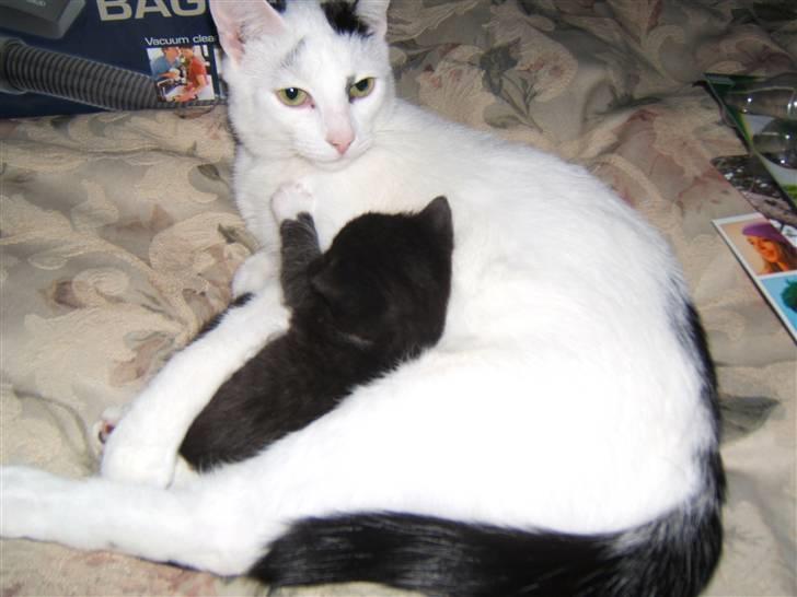 Huskat Kaninskind *20.07 2004* - Mig og min lille Viktor billede 7